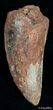 Inch Carcharodontosaurus Tooth - Moroccan T-Rex #2467-1